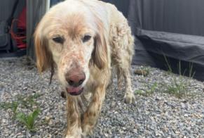 Ontdekkingsalarm Hond Mannetje Bordères-sur-l'Échez Frankrijk