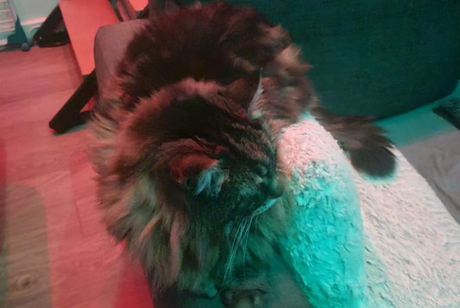 Alerta descoberta Gato Desconhecido Beauzelle France