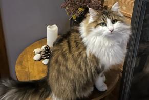 Alerta desaparecimento Gato cruzamento Macho , 2 anos Beaujeu-Saint-Vallier-Pierrejux-et-Quitteur France