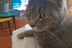 Alerta desaparecimento Gato Fêmea , 3 anos Les Sables-d'Olonne France