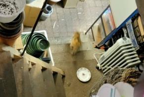 Alerta descoberta Gato Desconhecido Orléans France
