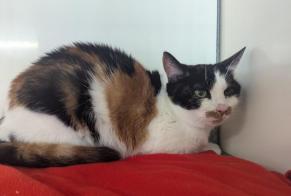 Alerta descoberta Gato Fêmea Vitré France