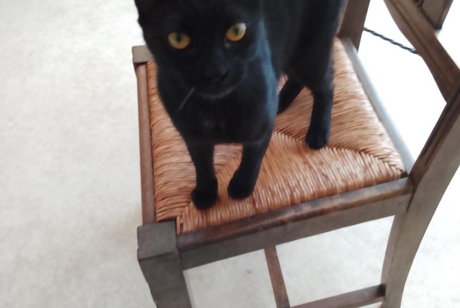 Alerta descoberta Gato Fêmea Tours France