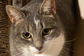 Alerta desaparecimento Gato Fêmea , 5 anos Lorient France