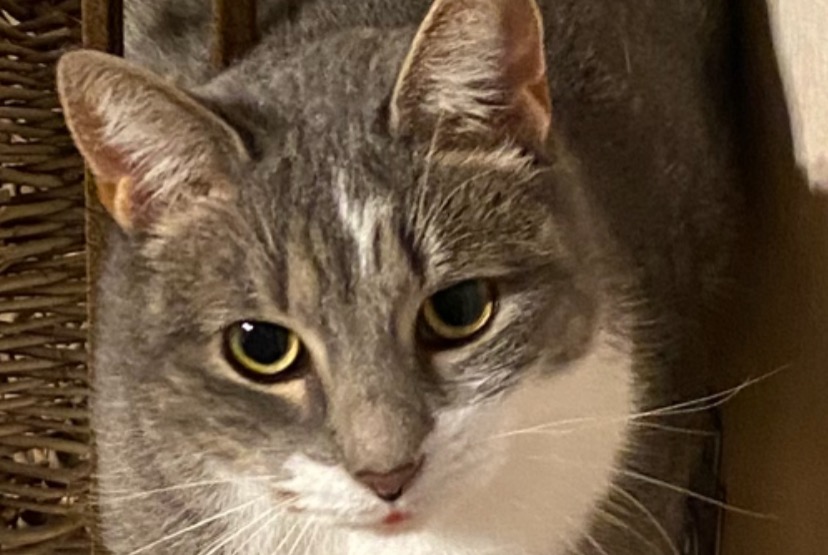 Alerta desaparecimento Gato Fêmea , 5 anos Lorient France