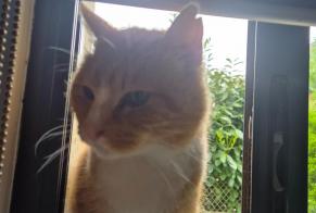 Alerta descoberta Gato Macho Ploeren France