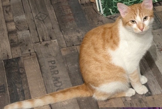 Alerta desaparecimento Gato Macho , 1 anos Mers-les-Bains France
