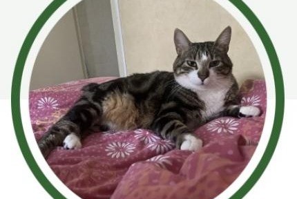 Alerta desaparecimento Gato Macho , 3 anos Trélazé France