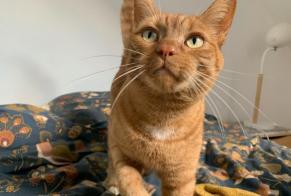 Alerta desaparecimento Gato cruzamento Macho , 7 anos Orée d'Anjou France