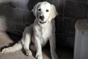 Alerta descoberta Cão  Macho Saint-Mars-la-Réorthe France